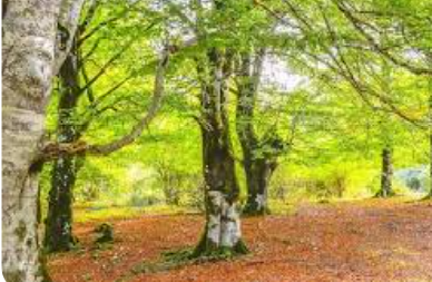 portada en la que ven varias imaganes del instituto, de destinos de viajes de estudios,...